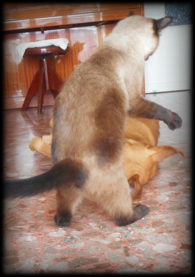 Teo & Leo - Momenti di gioco