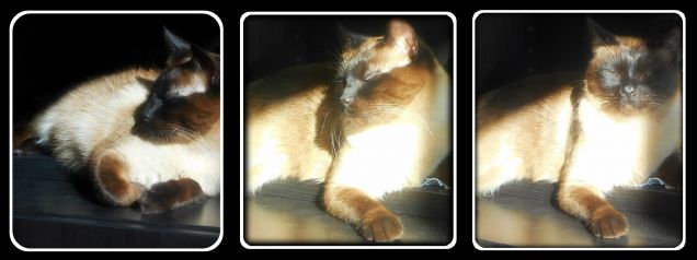 Leo baciato dal sole