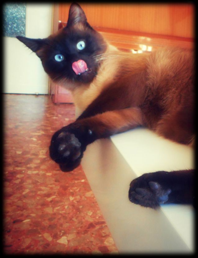 Linguaccia :-D Prrrrrrrr