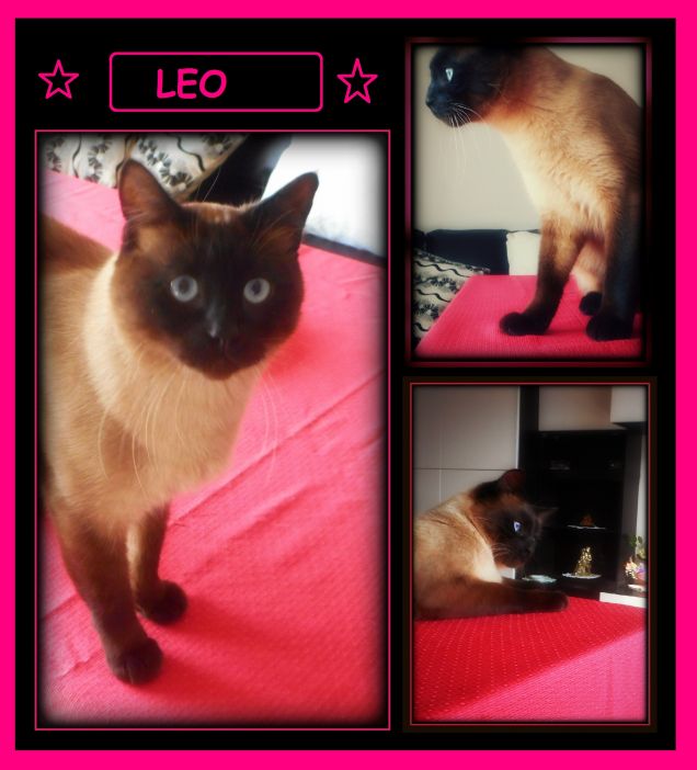 Leo