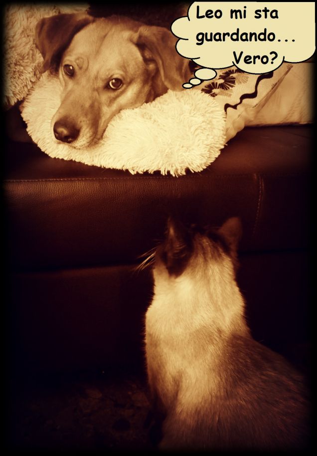 Si Teo...  Leo ti guarda; come sempre...