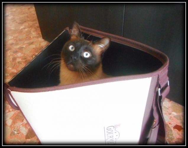 Il trasportino diventa un nuovo giochino...