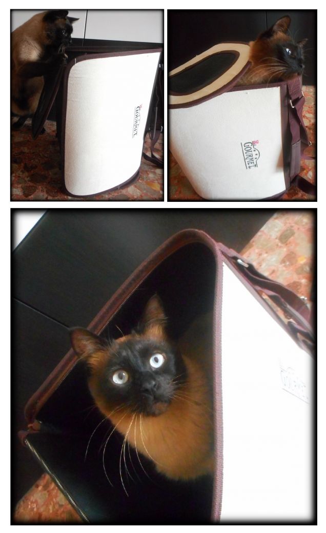 Durante la realizzazione di queste foto, nessun trasportino è stato maltrattato