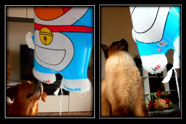  Festa  del Gatto