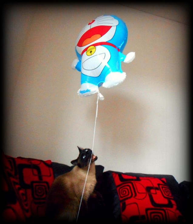 Festa  del Gatto
