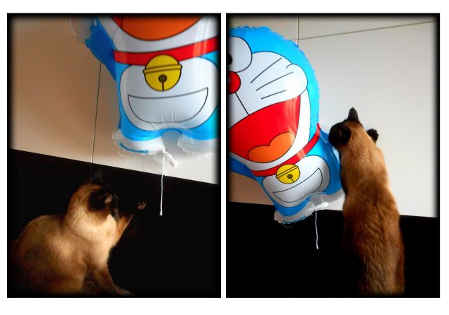Festa  del Gatto