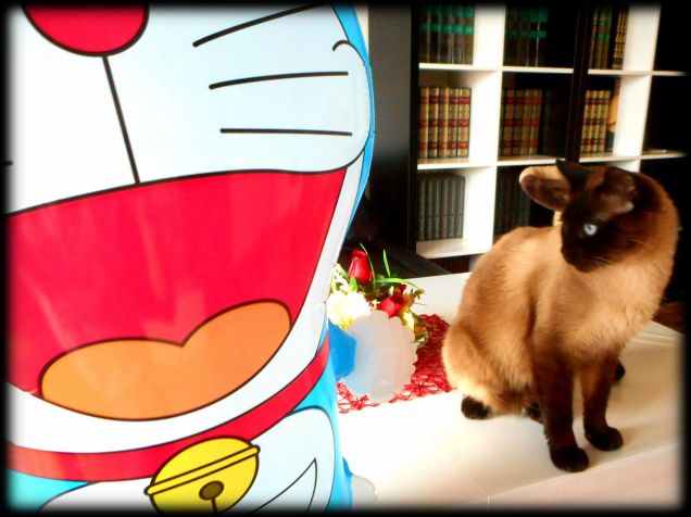 Festa  del Gatto