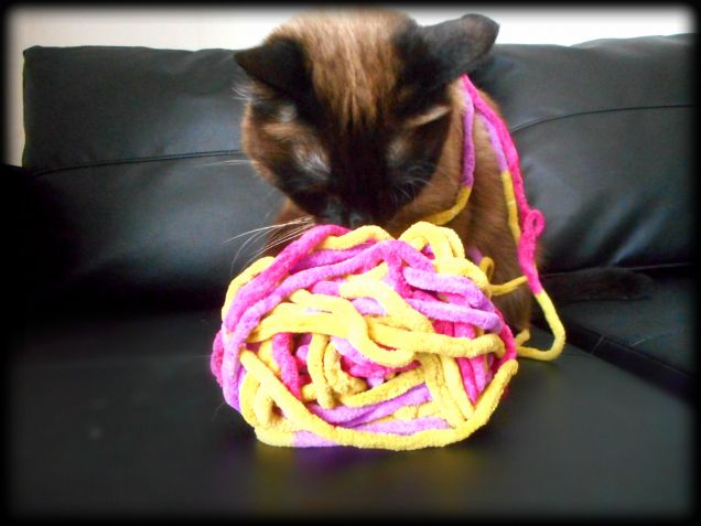 La Festa  del Gatto continua; giocando con il gomitolo di lana...