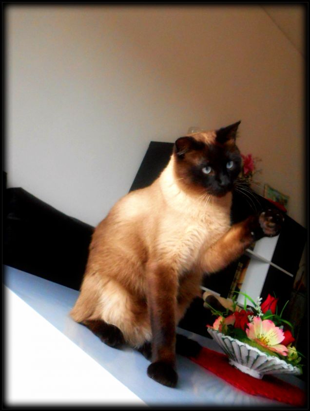 Leo vi saluta con la zampina :-D 