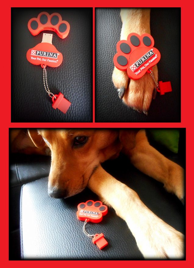 Anch'io ho ricevuto questa bellissima pen drive di Purina! :-)