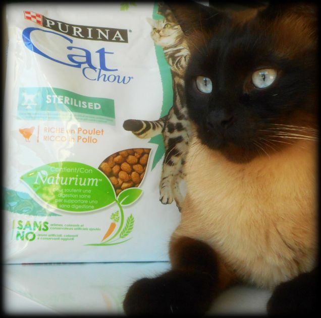 Leo e Purina Cat Chow