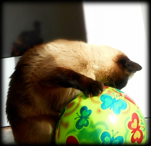 Leo va matto per il suo pallone