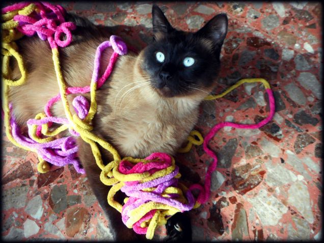 Leo ed il gomitolo di lana...