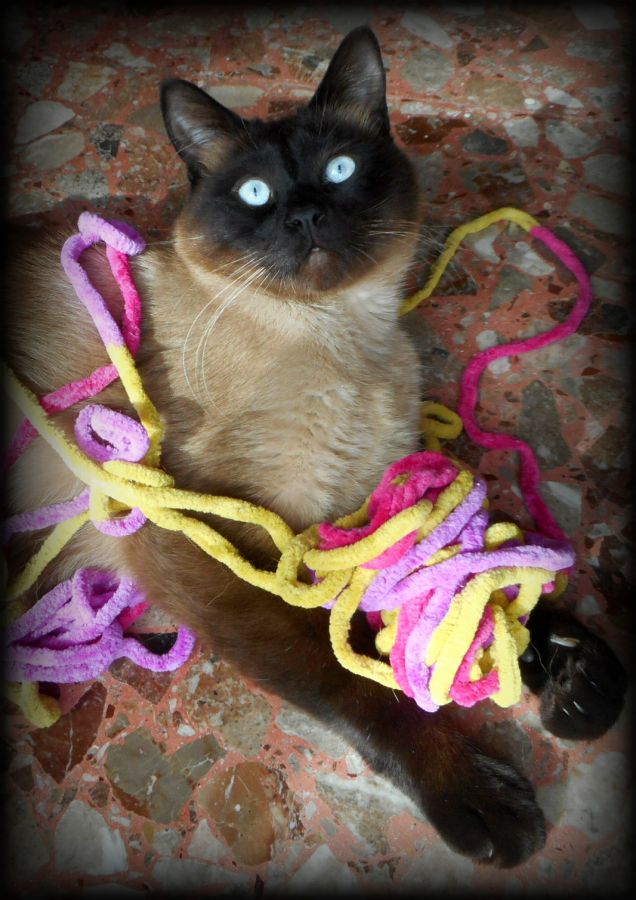 Leo ed il gomitolo di lana...