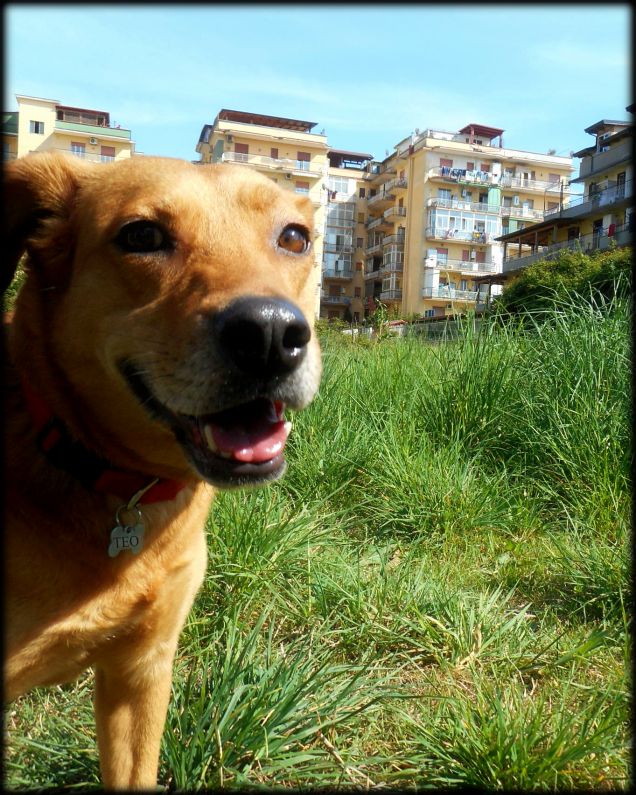 Teo a passeggio