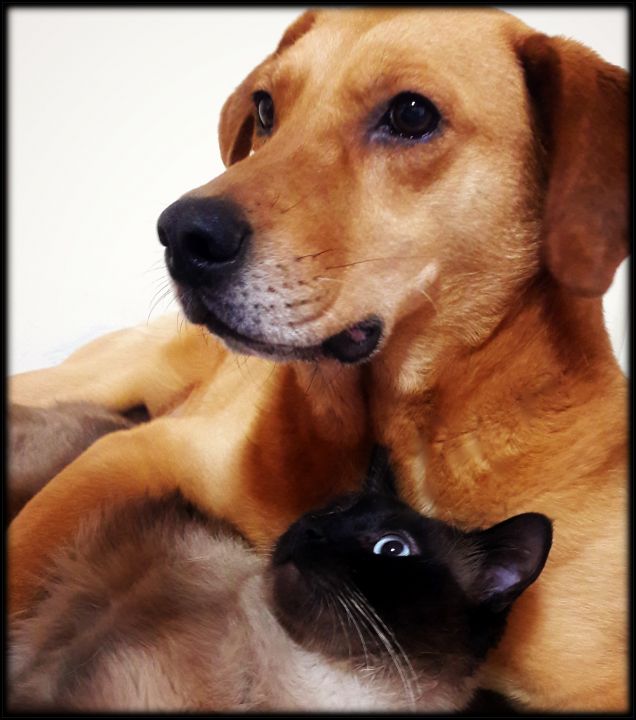 Non tutti i fratelli nascono sotto lo stesso tetto