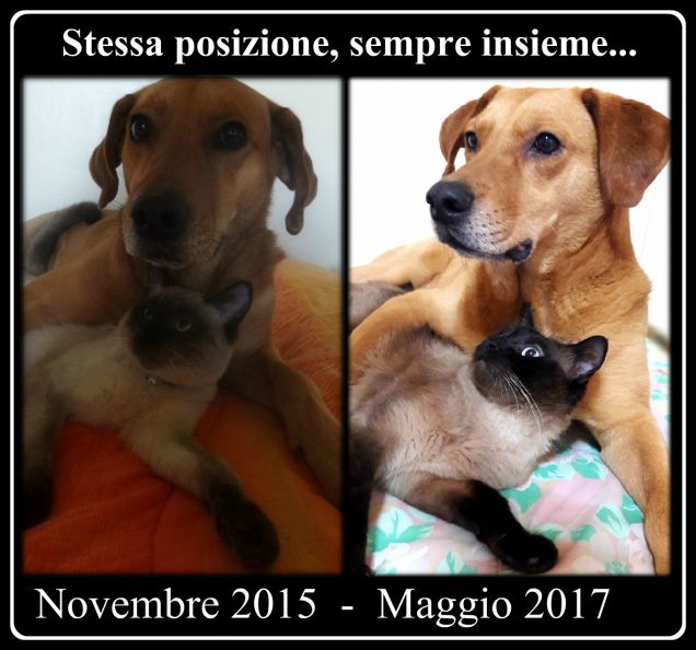 2 foto a confronto... Passa il tempo, crescono, loro sempre così...
