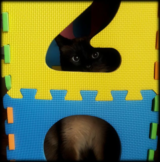 Leo: 'Da qui posso spiare... non mi vedrà nessuno!' :-D