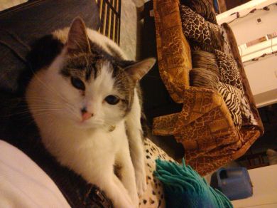 Pakita, Birillo, Junior, Ginny, Jacqueline