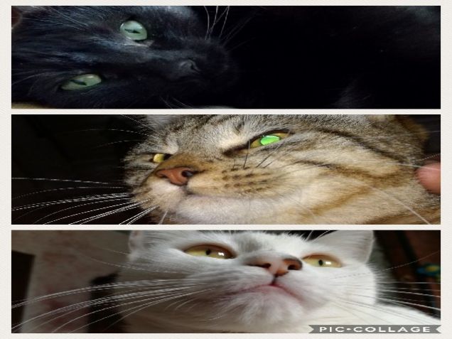 Auguri da tutte noi chow 