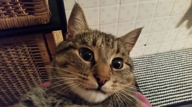 Incomparabile lo sguardo di un micio