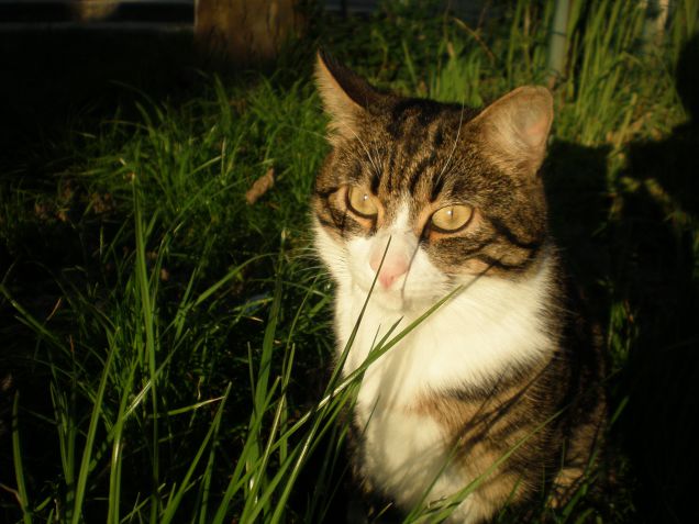 Concorso G come GATTO