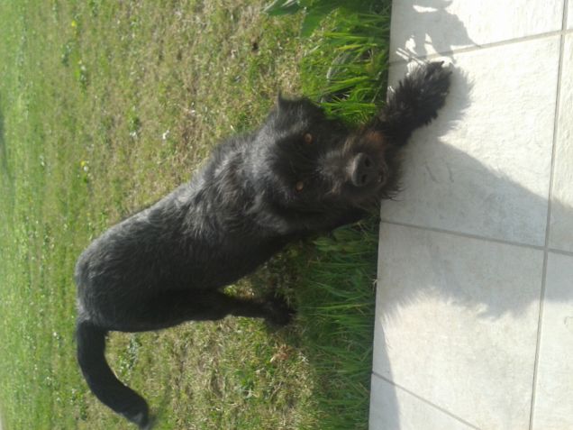 KIBA JONES alla ricerca dell'osso perduto