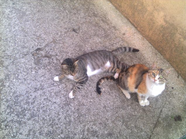 i miei amici a 4 zampe