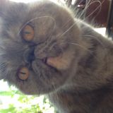 Caterina