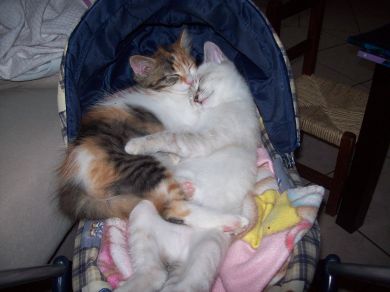 Fufi e Kitty