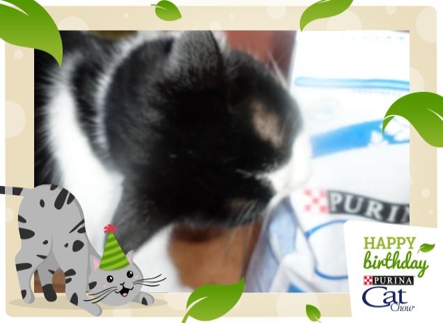 #happybirthdaycatchow13