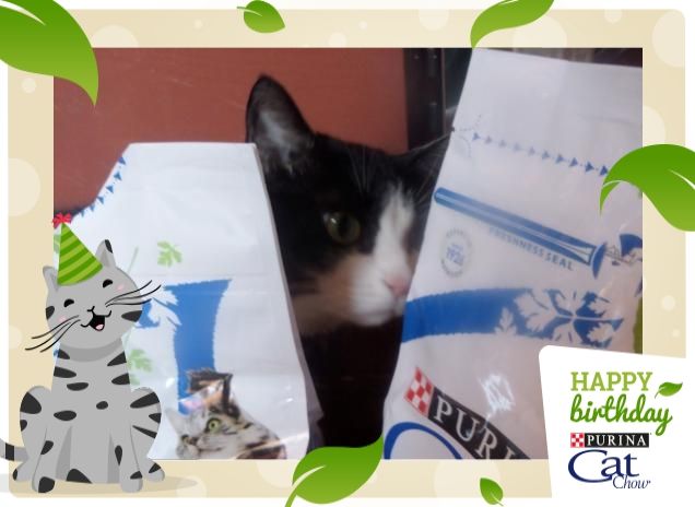 #happybirthdaycatchow15