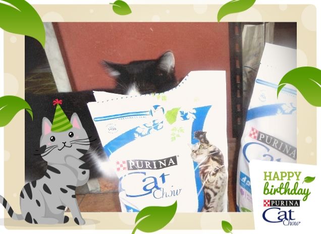 #happybirthdaycatchow16