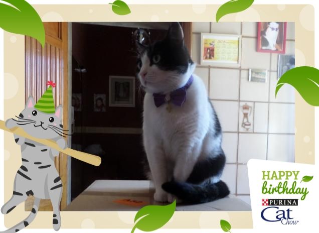 #happybirthdaycatchow25