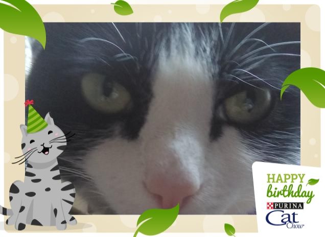 #happybirthdaycatchow49