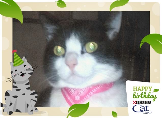 #happybirthdaycatchow50