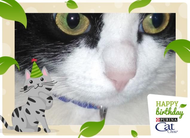 #happybirthdaycatchow53