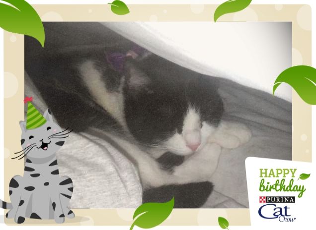 #happybirthdaycatchow65