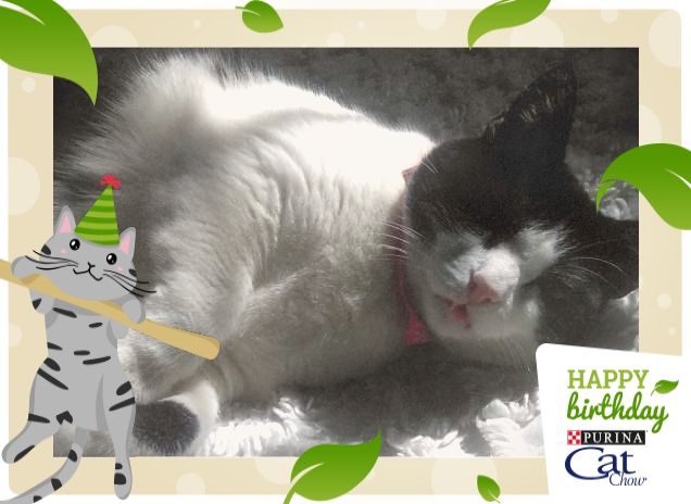 #happybirthdaycatchow66