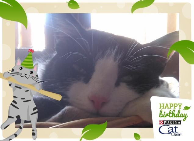 #happybirthdaycatchow88