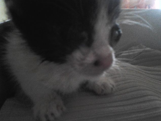 Little Love first days 