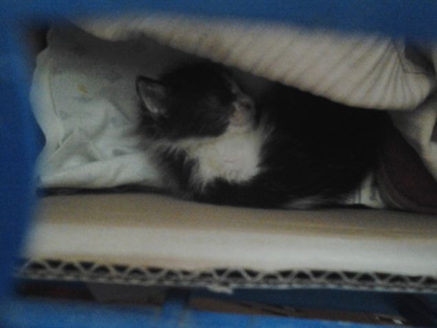 Little Love first days 2