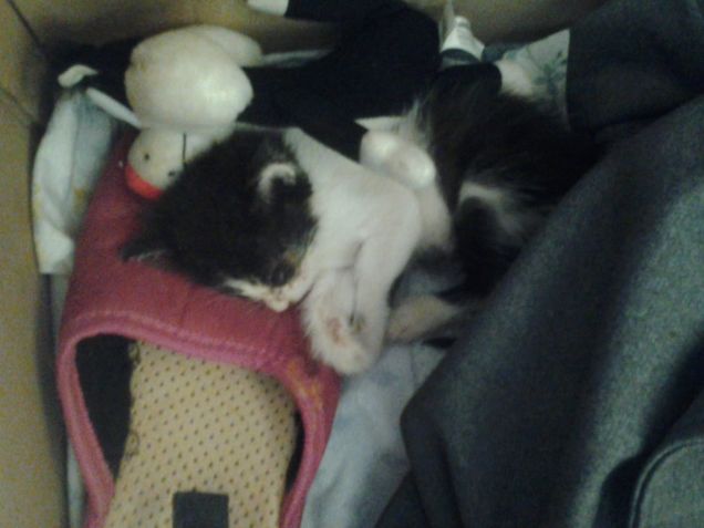 Little Love first days 6