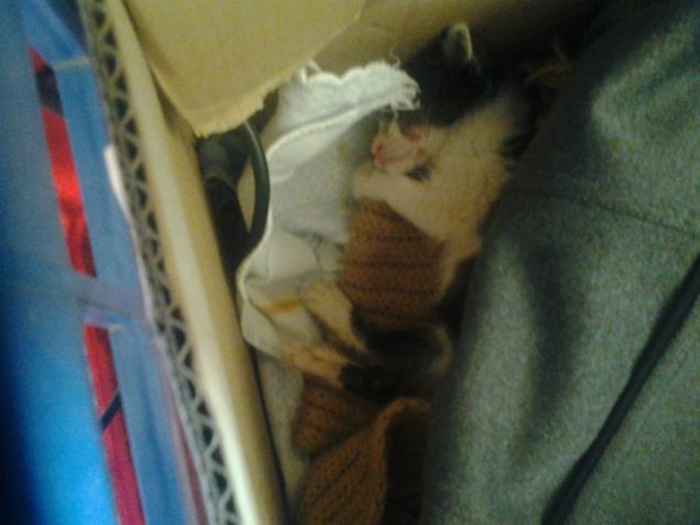 Little Love first days 8