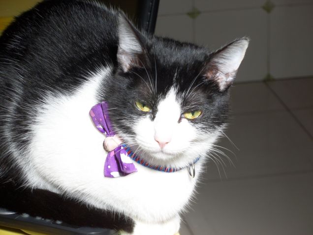 sua maestà Diana xD 18