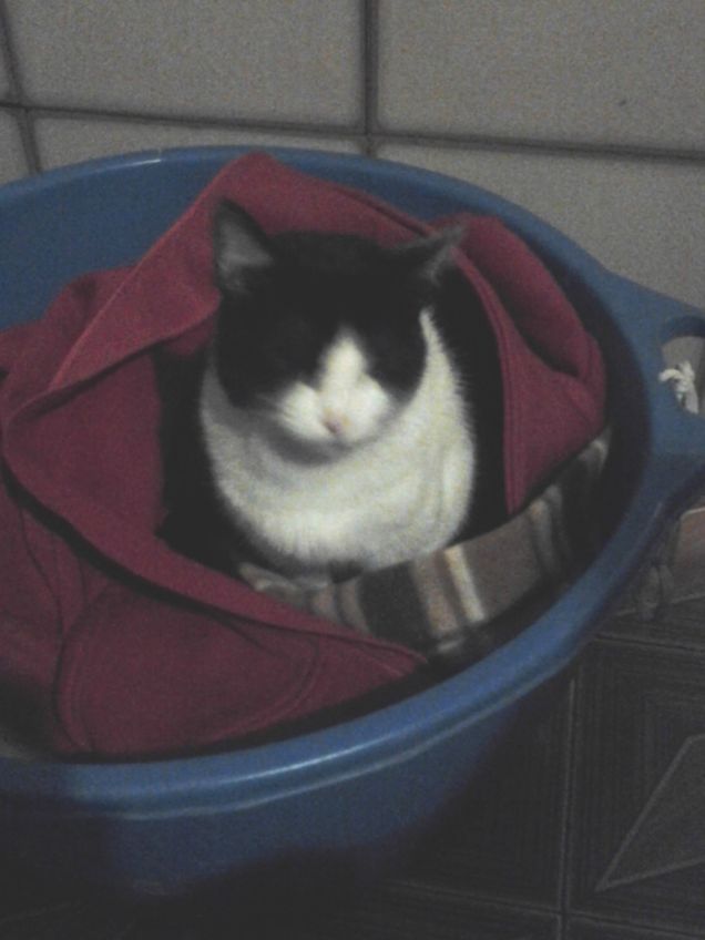 Diana & Creatura Nova 14