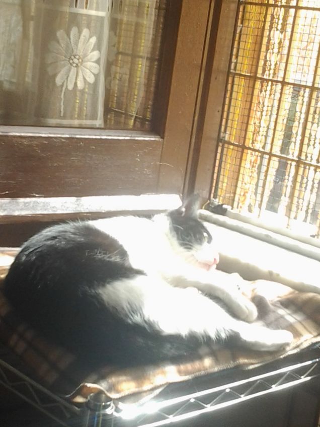 Diana & Creatura Nova 18