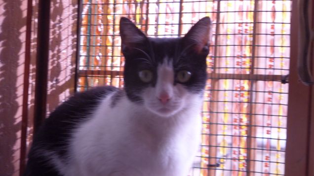 just a normal day 12