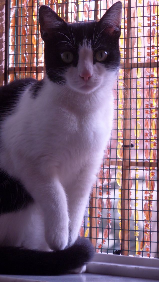 just a normal day 13