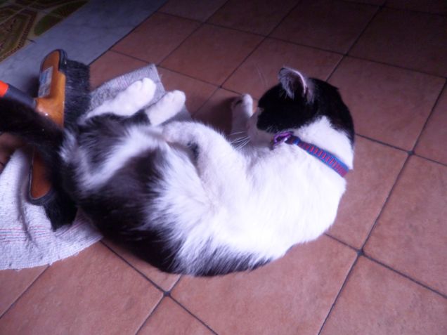 la padrona degli stracci 1